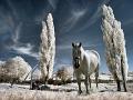970 - BLAZE - PAPP ELEK - hungary